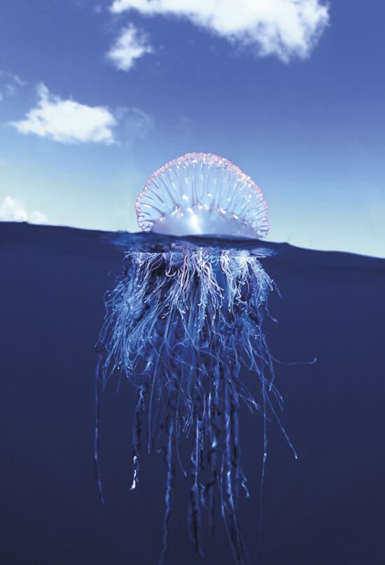 Surfeando con las medusas 