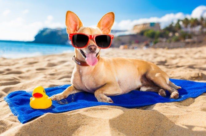 Mascotas en la playa: Consejos para llevarlos de forma segura.