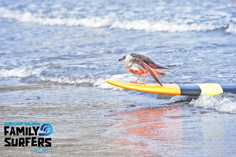 EL SURF EL DEPORTE REY DEL MAR